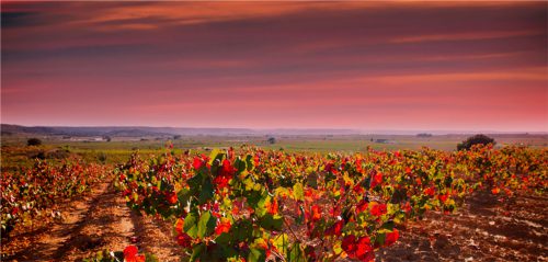 Viñedos Ladrón de Lunas - Ladróndelunas.com