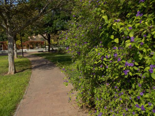 Caminos arbolados y llenos de flores