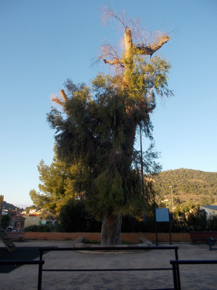 El Venturer, árbol monumental a las afueras de Olocau y punto de inicio de la excursión