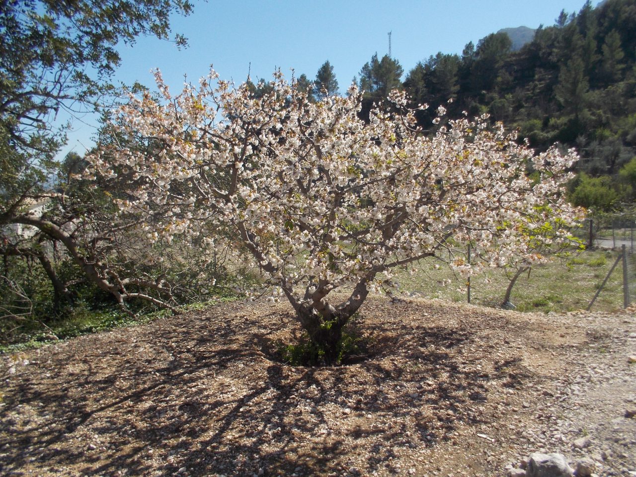 Por doquier los cerezos en flor dando la bienvenida a la primavera