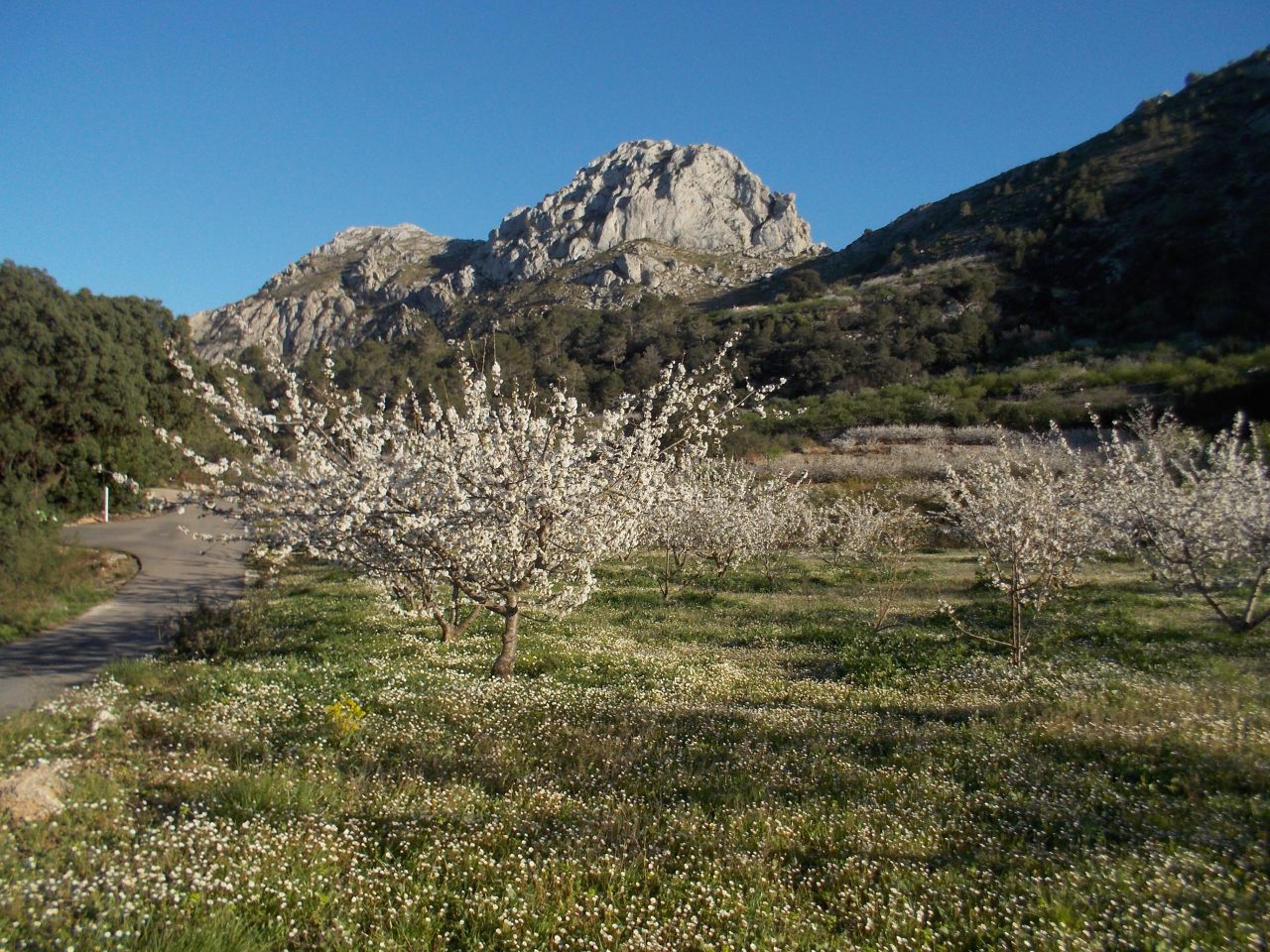 Campos de cerezos en flor