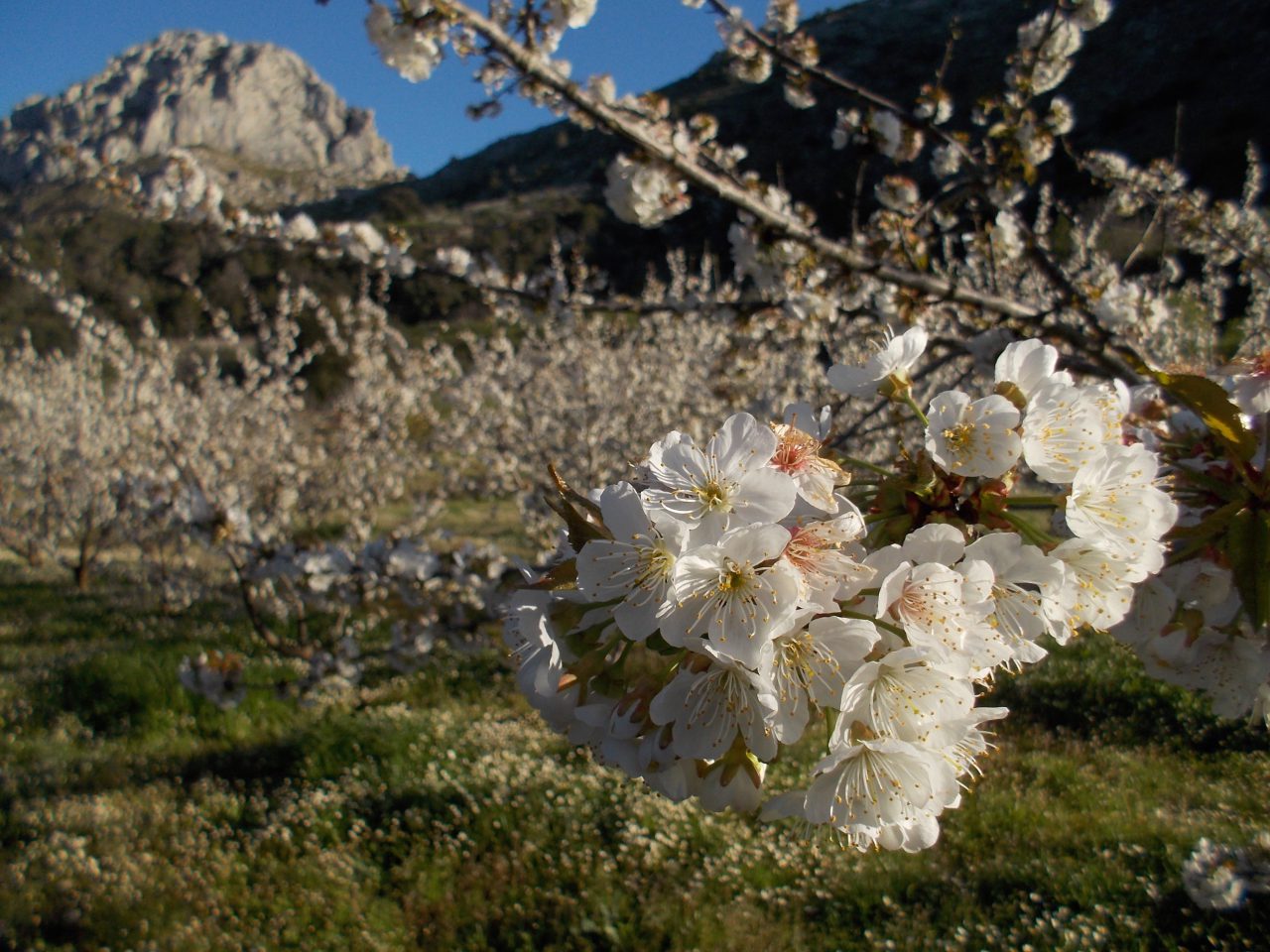 Campos de cerezos en flor