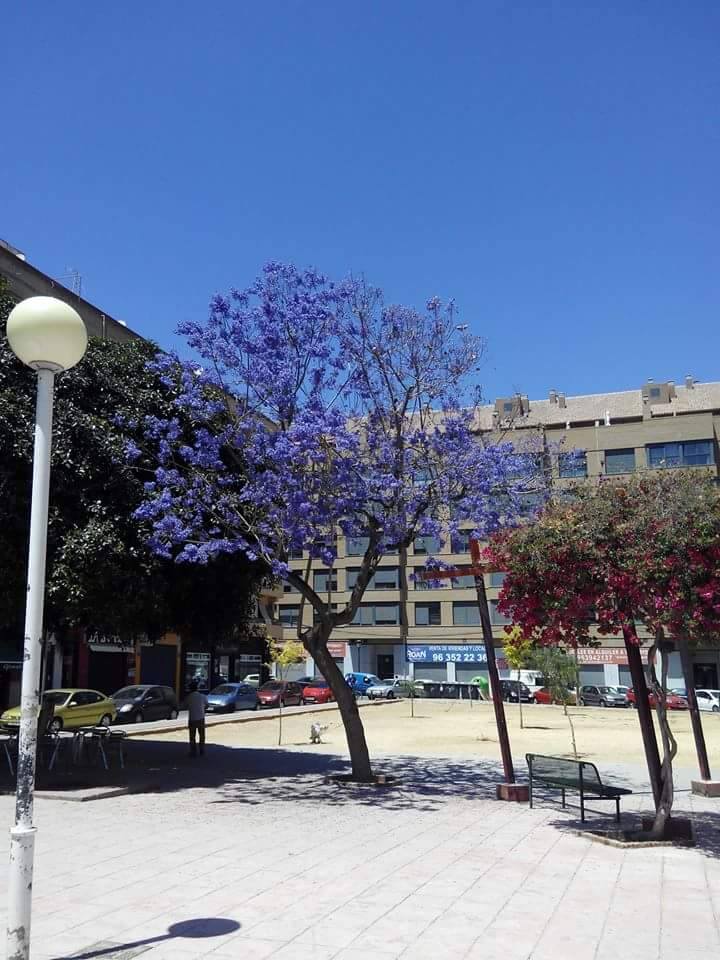 Jacarandas