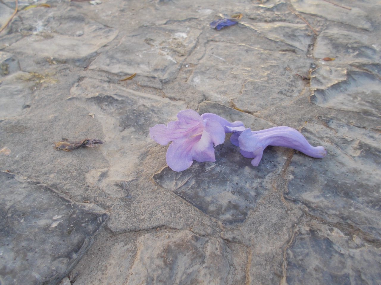 Flor de Jacaranda