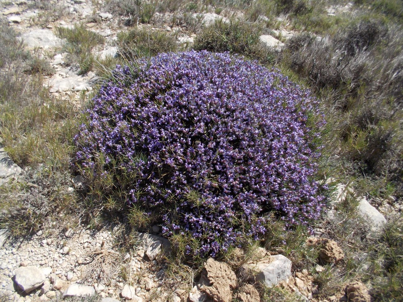 botánica a la valenciana