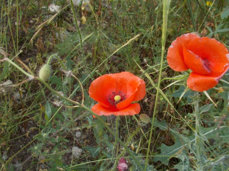 Amapolas