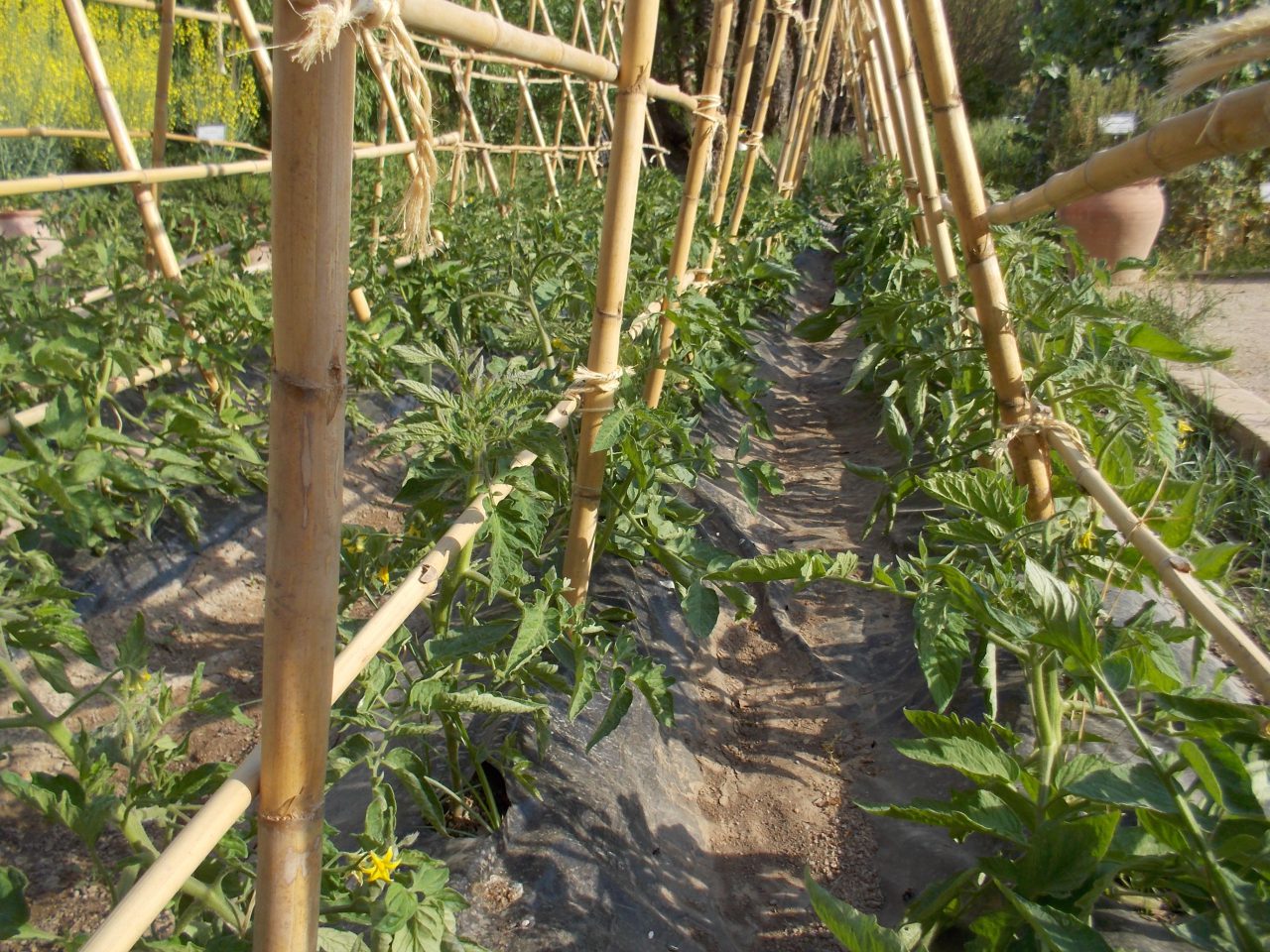 huertos de alquiler