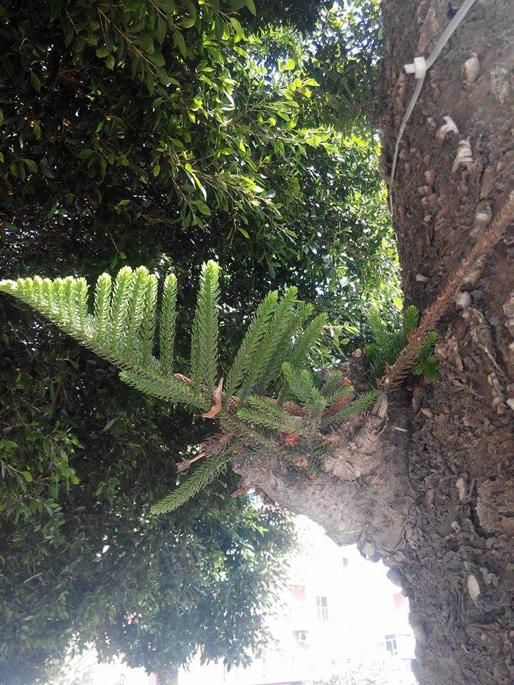 araucaria