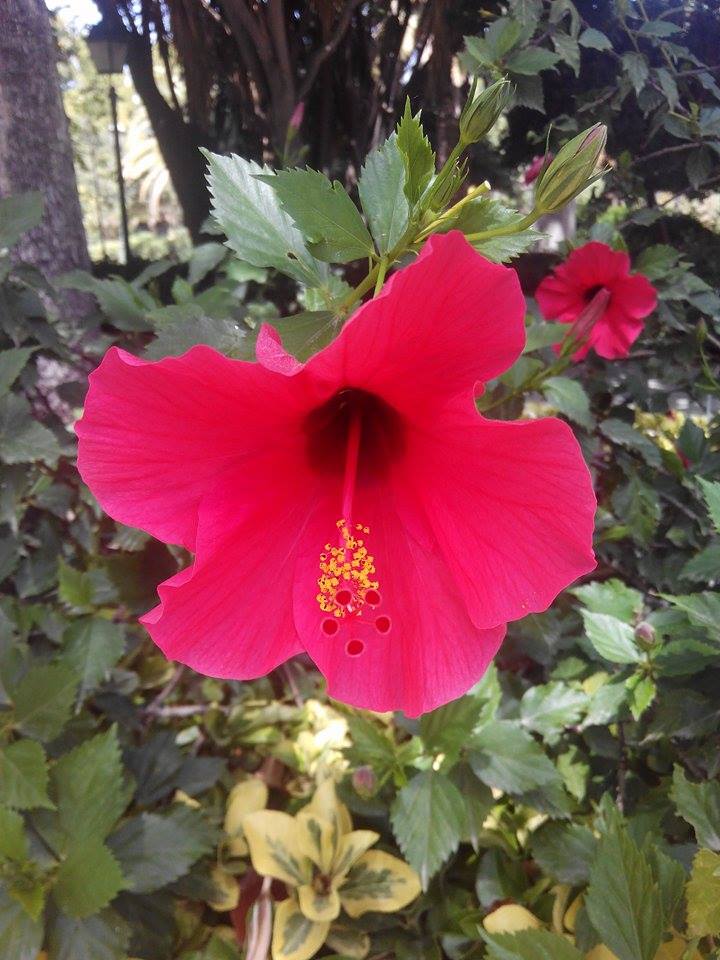 Hibiscus