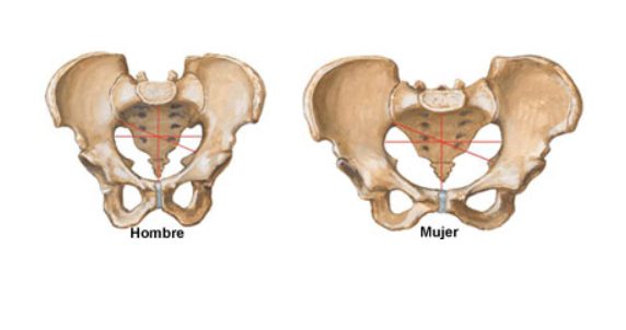 suelo pélvico