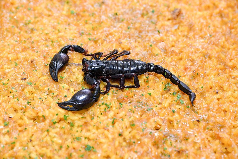 Entomofagia: comer insectos