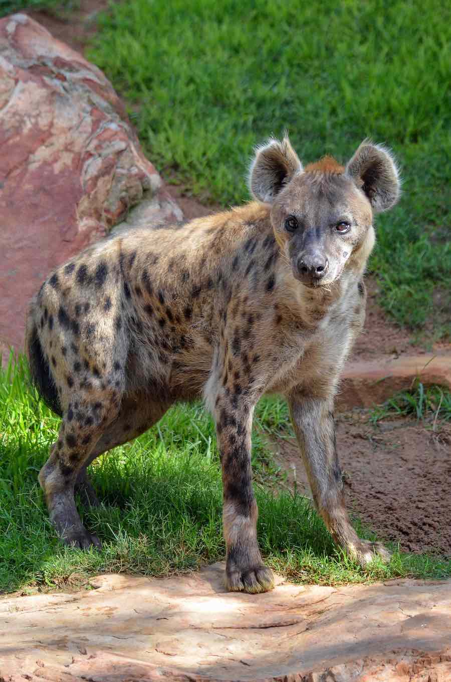 Bioparc Valencia ofrece una zooinmersión que nos permite adentrarnos en el hábitat de los famosos animales de El Rey León.