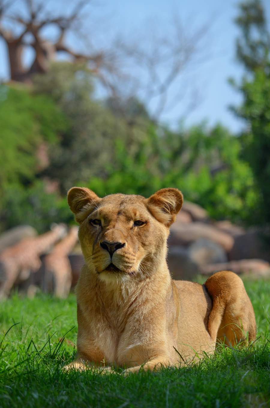 Bioparc Valencia ofrece una zooinmersión que nos permite adentrarnos en el hábitat de los famosos animales de El Rey León.