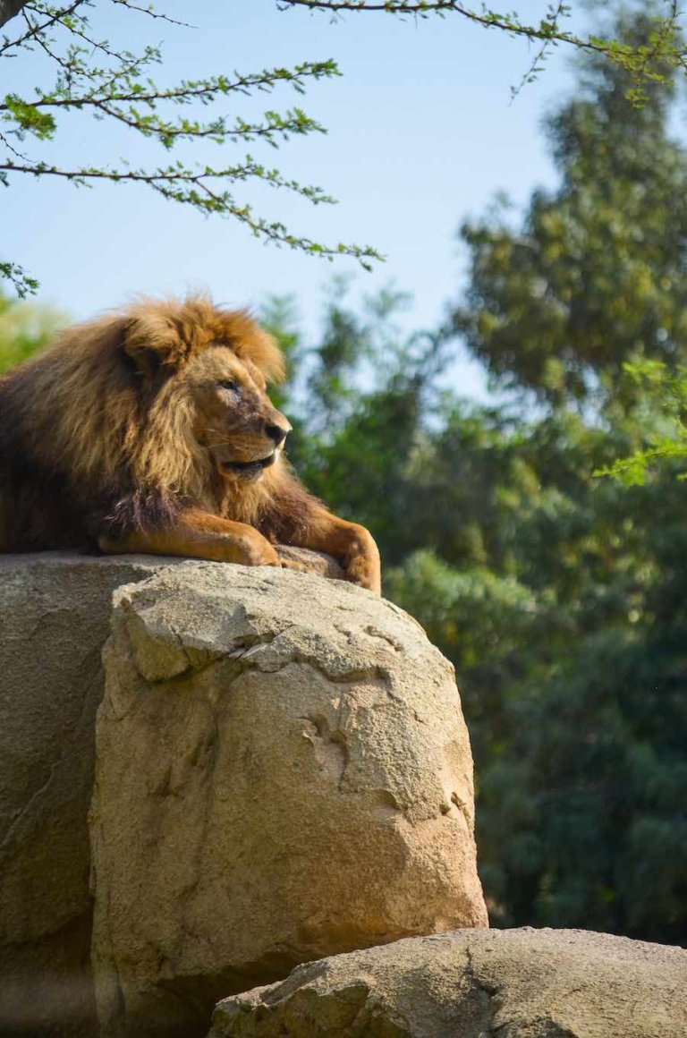 Bioparc Valencia ofrece una zooinmersión que nos permite adentrarnos en el hábitat de los famosos animales de El Rey León.