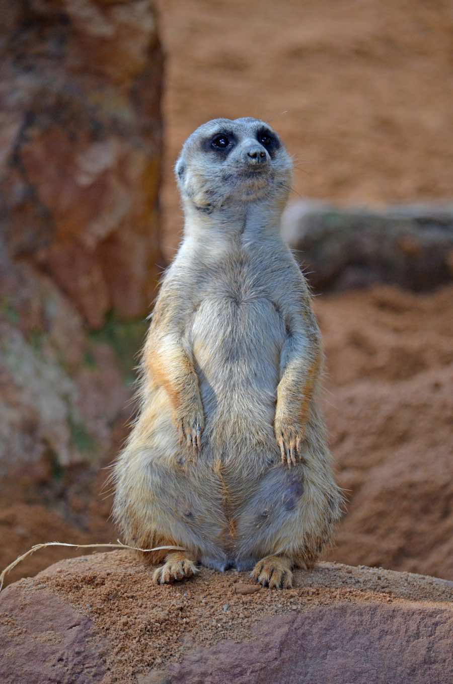 Bioparc Valencia ofrece una zooinmersión que nos permite adentrarnos en el hábitat de los famosos animales de El Rey León.