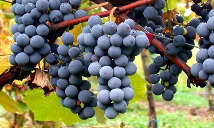 Uva Bobal de Bodegas Coviñas