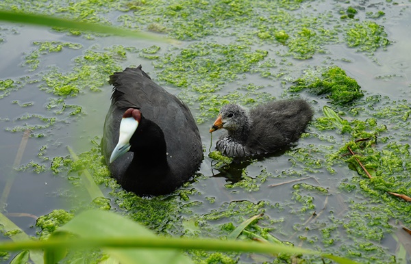 Foto de la madre con la cria