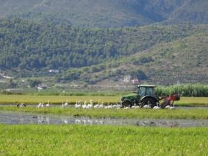 Arrozal fangueado en l'Albufera