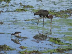 Aves en l'Albufera