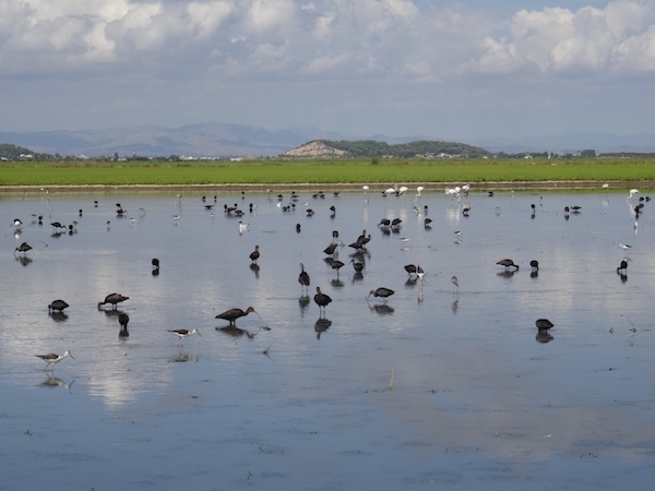 Campos fangosos de l'Albufera