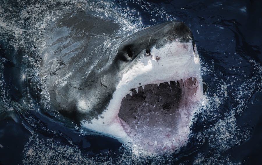 Campaña de concienciación sobre los tiburones, organizada por el Oceanogràfic
