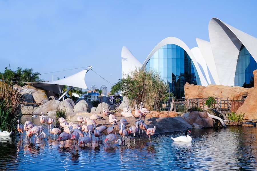 Oferta única en el Oceanogràfic