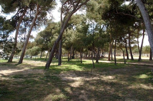 Parque del pinar