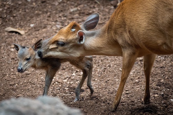 bioparc