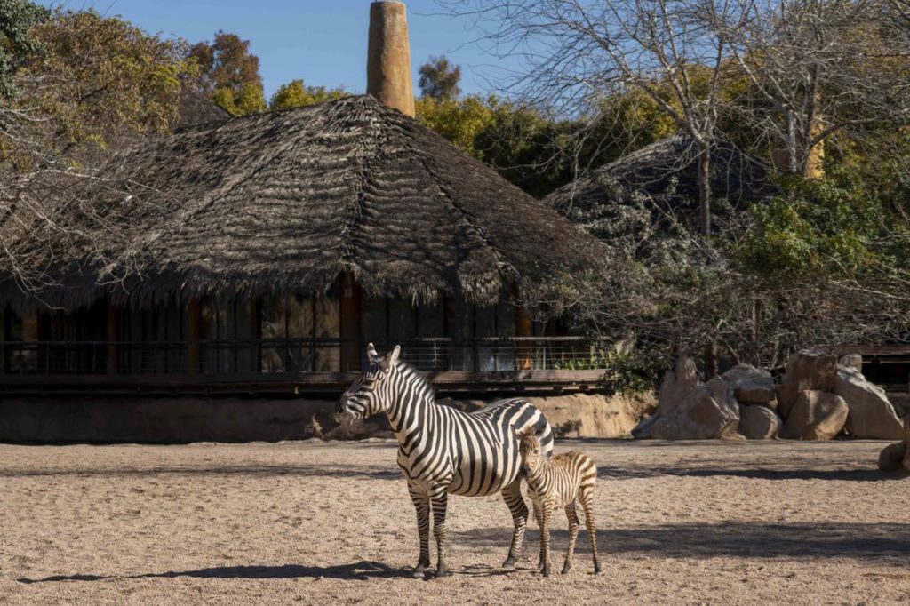 Excursiones Valencia - Bioparc