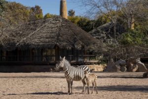 Cebras BIOPARC Valencia 