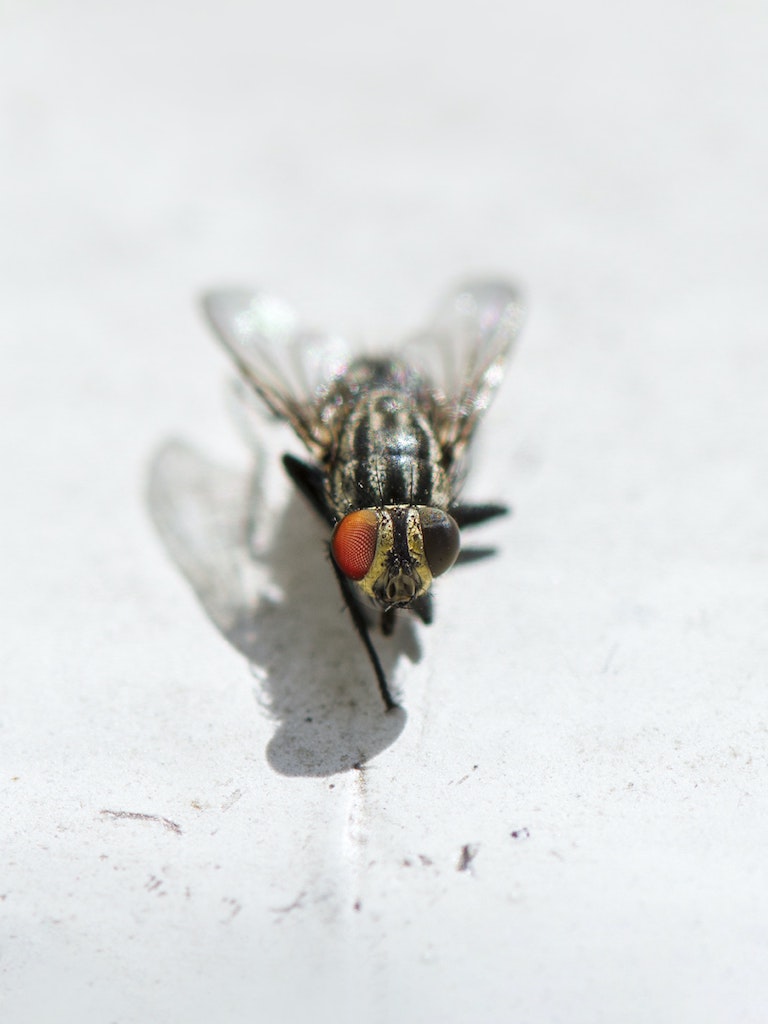 mosquito