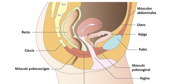 Suelo pélvico