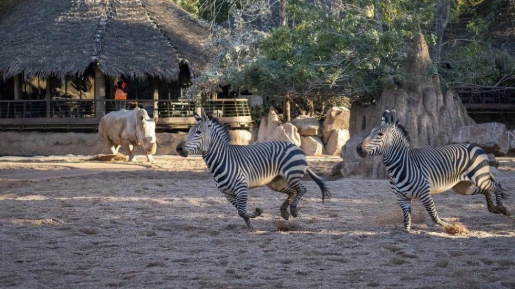 Aniversario Bioparc Valencia