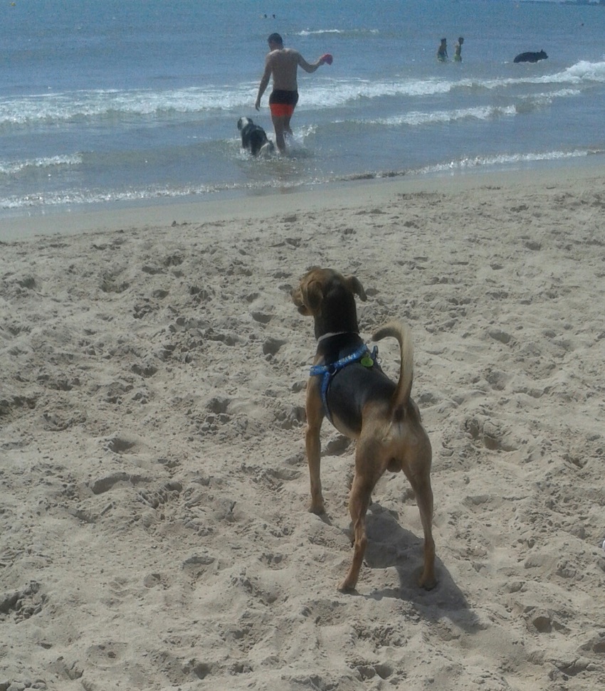 Playa para perros Pinedo