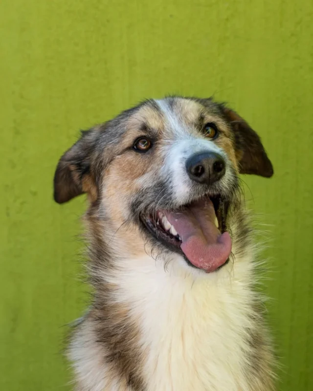 🐶✨ Última llamada: Ellos te están esperando
Este domingo 25 de mayo a las 11h, en la plaza de acceso de BIOPARC Valencia, más de 30 perros sin hogar, algunos rescatados de la DANA, buscarán una segunda oportunidad en el Desfile de Adopción de AUPA y Fundación BIOPARC.

💛 Porque adoptar es un acto de amor que cambia dos vidas: la suya… y la tuya.

📍Entrada libre · Ambiente familiar · Historias que te tocarán el corazón
👉 Ven, conoce, enamórate. #adoptaconcorazón